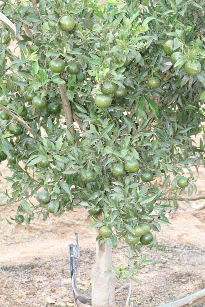            Habit (Riverside, CA)   